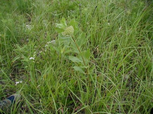 Green Milkweed (Asclepias viridiflora)