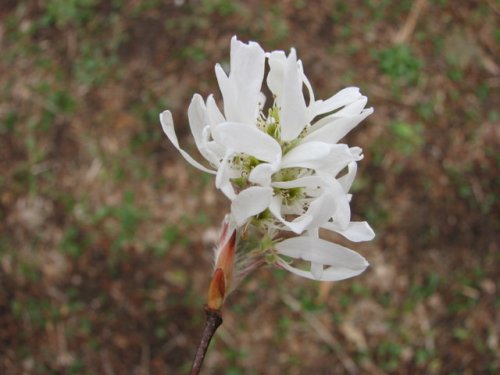 Downy Serviceberry (Amelanchier arborea)