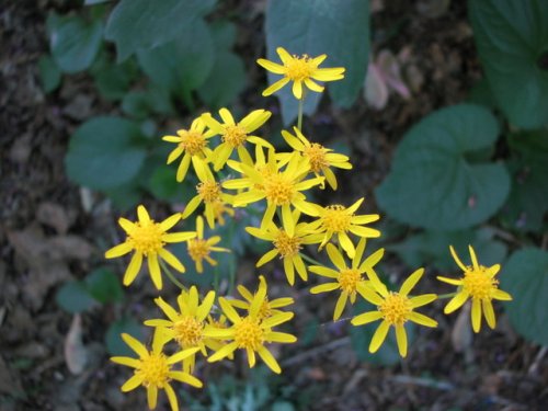 round-leaf ragwort (Packera obovata)