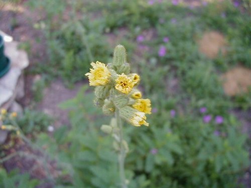 Long-bearded Hawkweed (Hieracium longipilum)