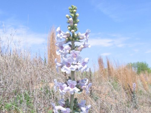 Buckley Beardtongue (Penstemon buckleyi)