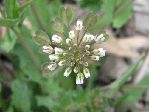 clasping-leaf pepper-grass (Lepidium perfoliatum)