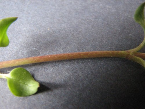 common chickweed (Stellaria media)