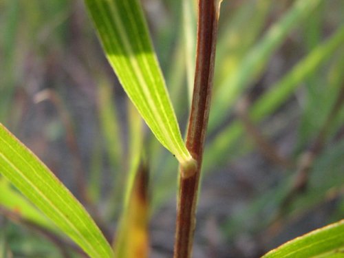 Grass Leaved Goldenrod (Euthamia gymnospermoides)