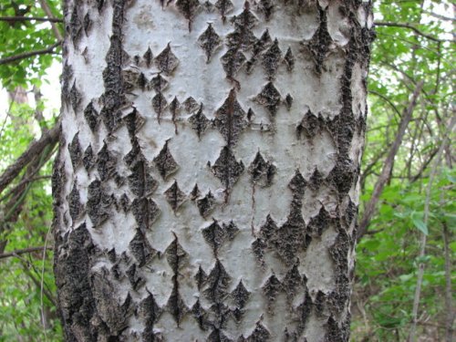 White Poplar (Populus alba)