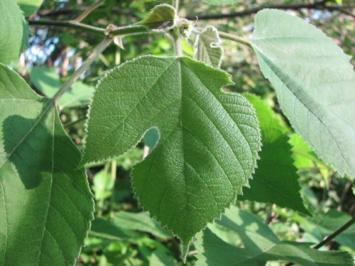 Paper Mulberry (Broussonetia papyrifera)