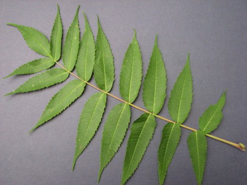 Staghorn Sumac (Rhus typhina)