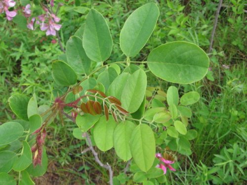 Bristly Locust (Robinia hispida)