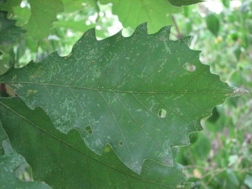 Chinquapin Oak (Quercus muehlenbergii)