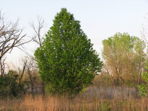 Callery Pear (Pyrus calleryana)