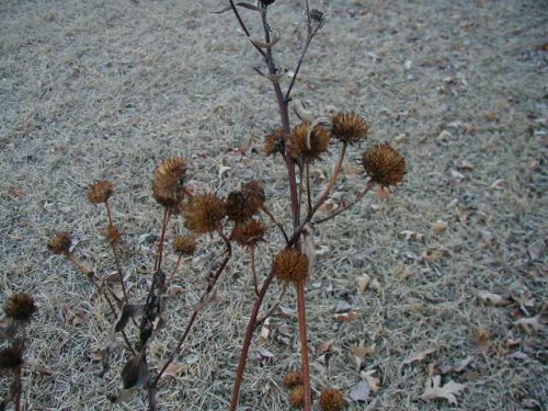 Sawtooth Sunflower (Helianthus grosseserratus)