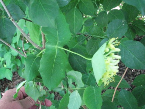 Limber Honeysuckle (Lonicera dioica)