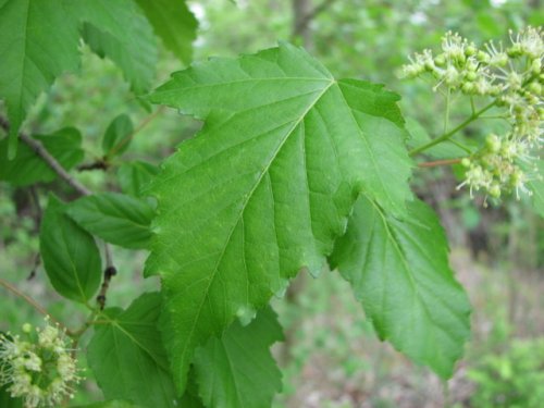 Amur Maple (Acer ginnala)