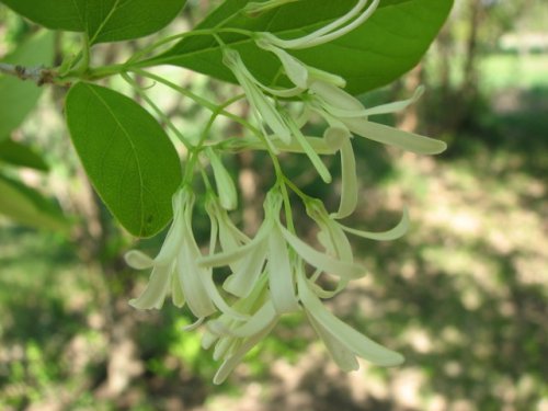 Chinese Fringe Tree (Chionanthus retusa)