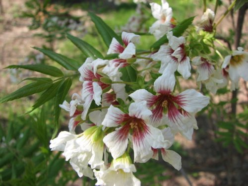 Yellowhorn (Xanthoceras sorbifolium)