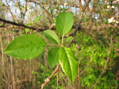 Toringo crabapple (Malus sieboldii)