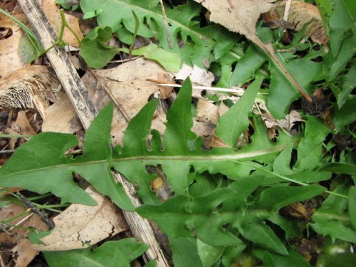 Red Seeded Dandelion (Taraxacum erythrospermum)