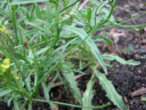 Bushy Wallflower (Erysimum repandum)