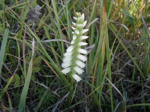 Nodding Lady's Tresses (Spiranthes cernua)