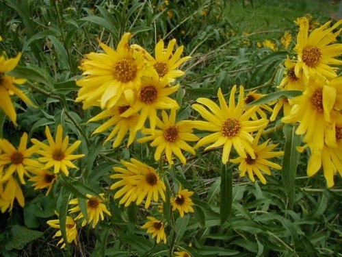 Maximilian Sunflower (Helianthus maximilianii)