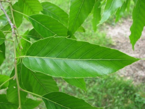 Sawtooth Oak (Quercus acutissima)