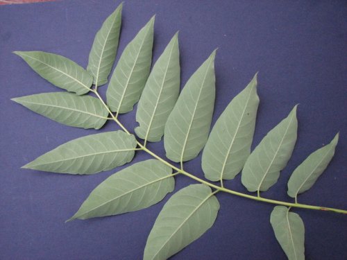 Tree of Heaven (Ailanthus altissima)