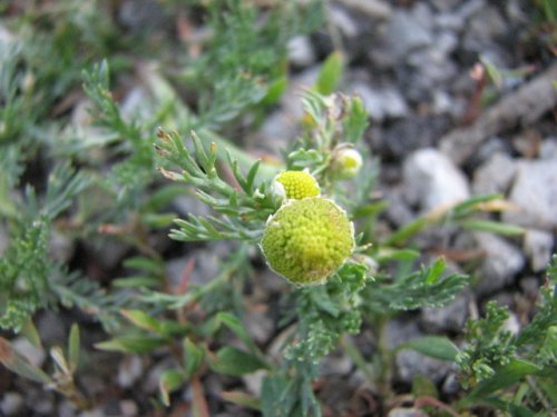 Pineapple Weed (Matricaria discoidea)