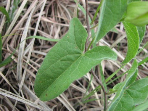 Macoun's Hedge Bindweed (Calystegia macounii)