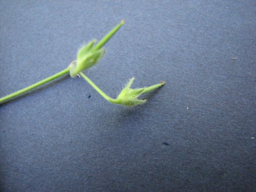 Small Crane's Bill (Geranium pusillum)