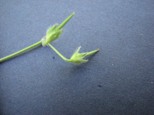 Small Crane's Bill (Geranium pusillum)