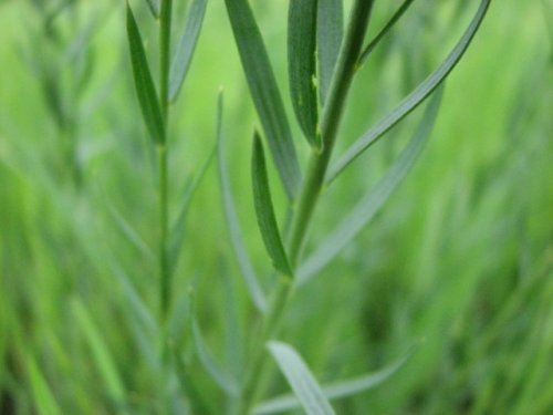 Blue Flax (Linum perenne)