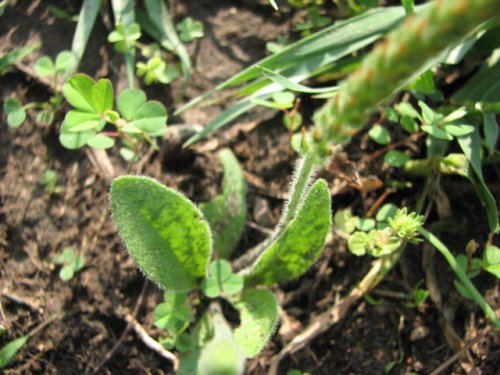 Wooly Plantain (Plantago patagonica)