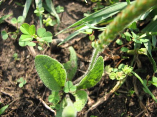 Wooly Plantain (Plantago patagonica)