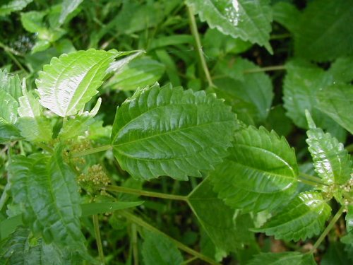 Dwarf Clearweed (Pilea pumila)