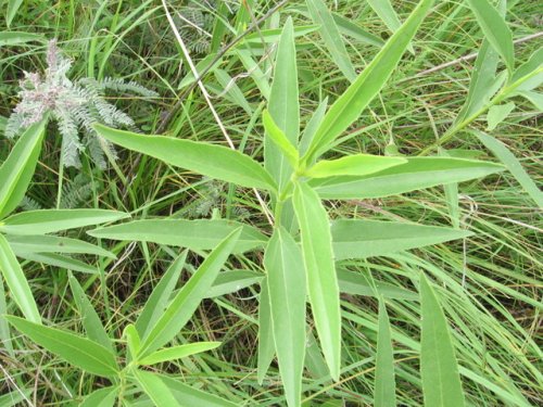 Stiff Sunflower (Helianthus rigidus)