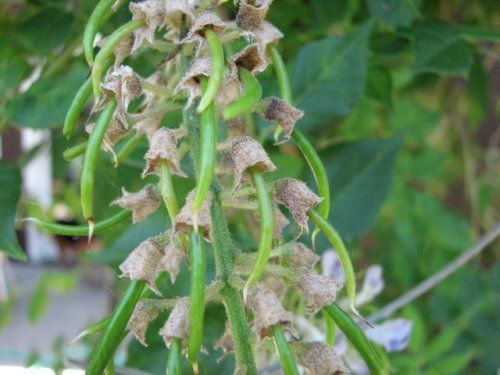 American Wisteria (Wisteria frutescens)