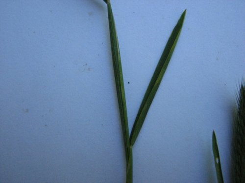 Little Barley (Hordeum pusillum)