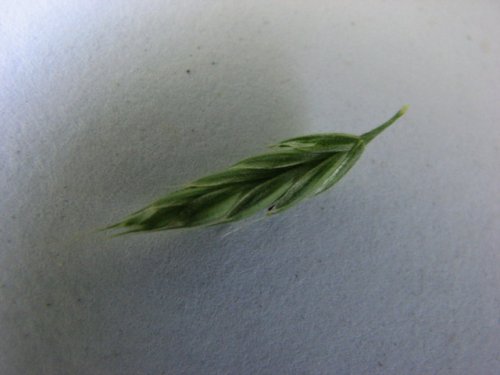 Soft Brome (Bromus hordeaceus)