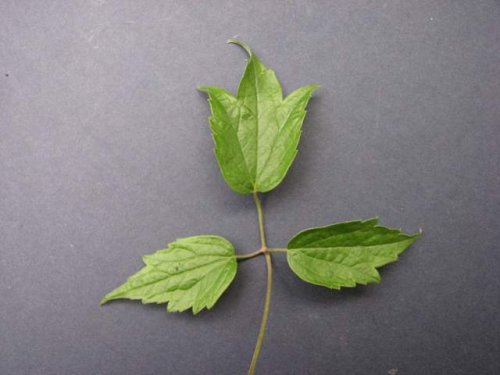 Virginia Clematis (Clematis virginiana)