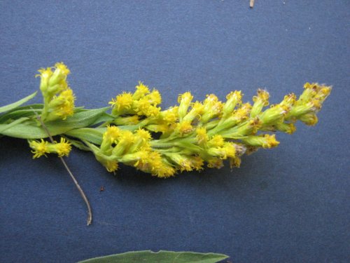 Canada Goldenrod (Solidago canadensis)