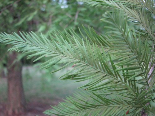 Bald Cypress (Taxodium distichum)