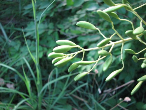 Japanese Tree Lilac (Syringa reticulata)