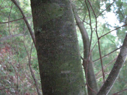 Eastern White Pine (Pinus strobus)