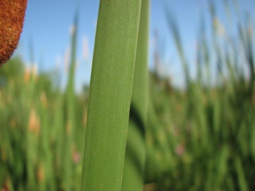 Southern Cat Tail (Typha domingensis)