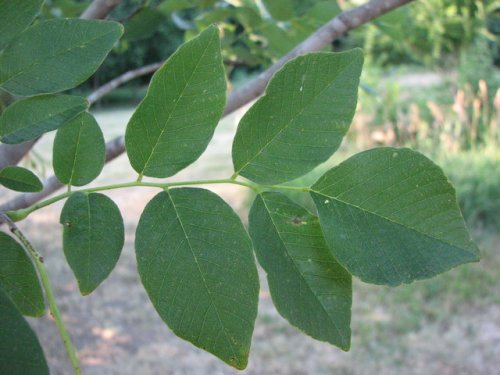 Kentucky Yellowwood (Cladrastis kentukea)