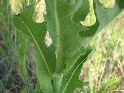 Western Wild Lettuce (Lactuca ludoviciana)