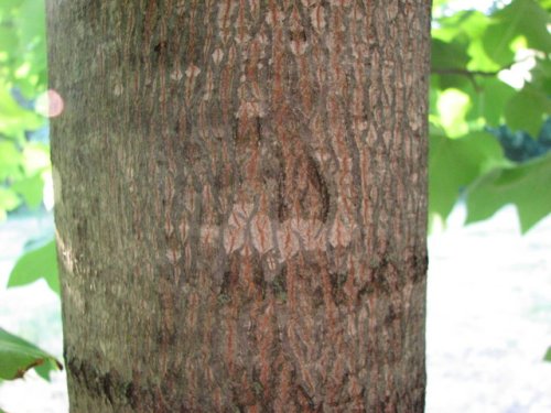 Tulip Tree (Liriodendron tulipifera)