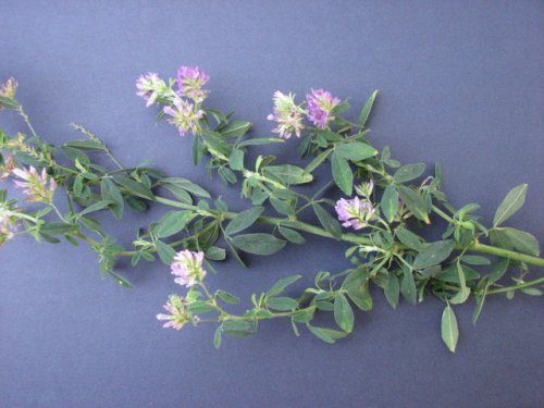 Alfalfa (Medicago sativa)