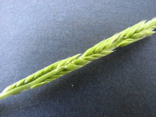 Prairie Cup Grass (Eriochloa contracta)