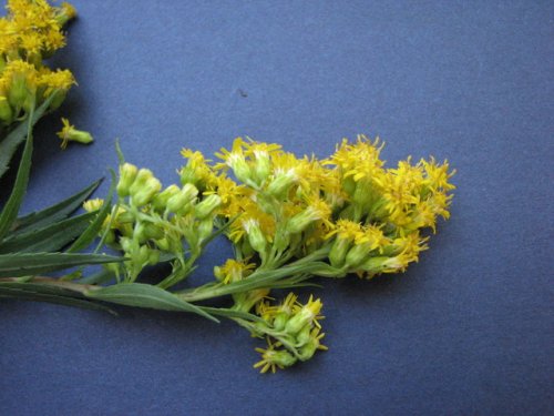 Giant Goldenrod (Solidago gigantea)